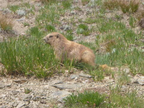 Image of Olympic Marmot