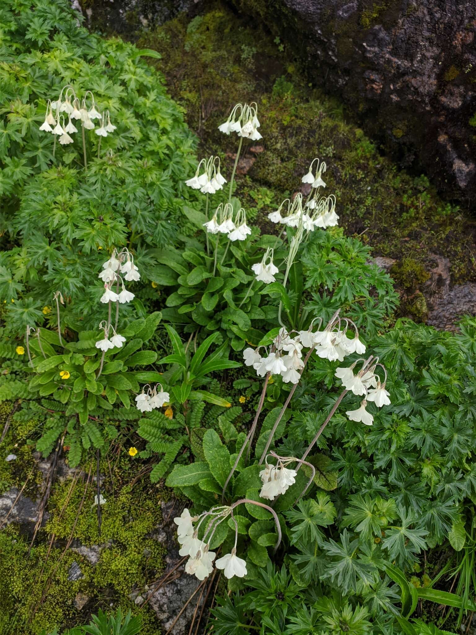 Imagem de Primula sikkimensis var. hopeana (I. B. Balf. & Cooper) W. W. Sm. & H. R. Fletcher