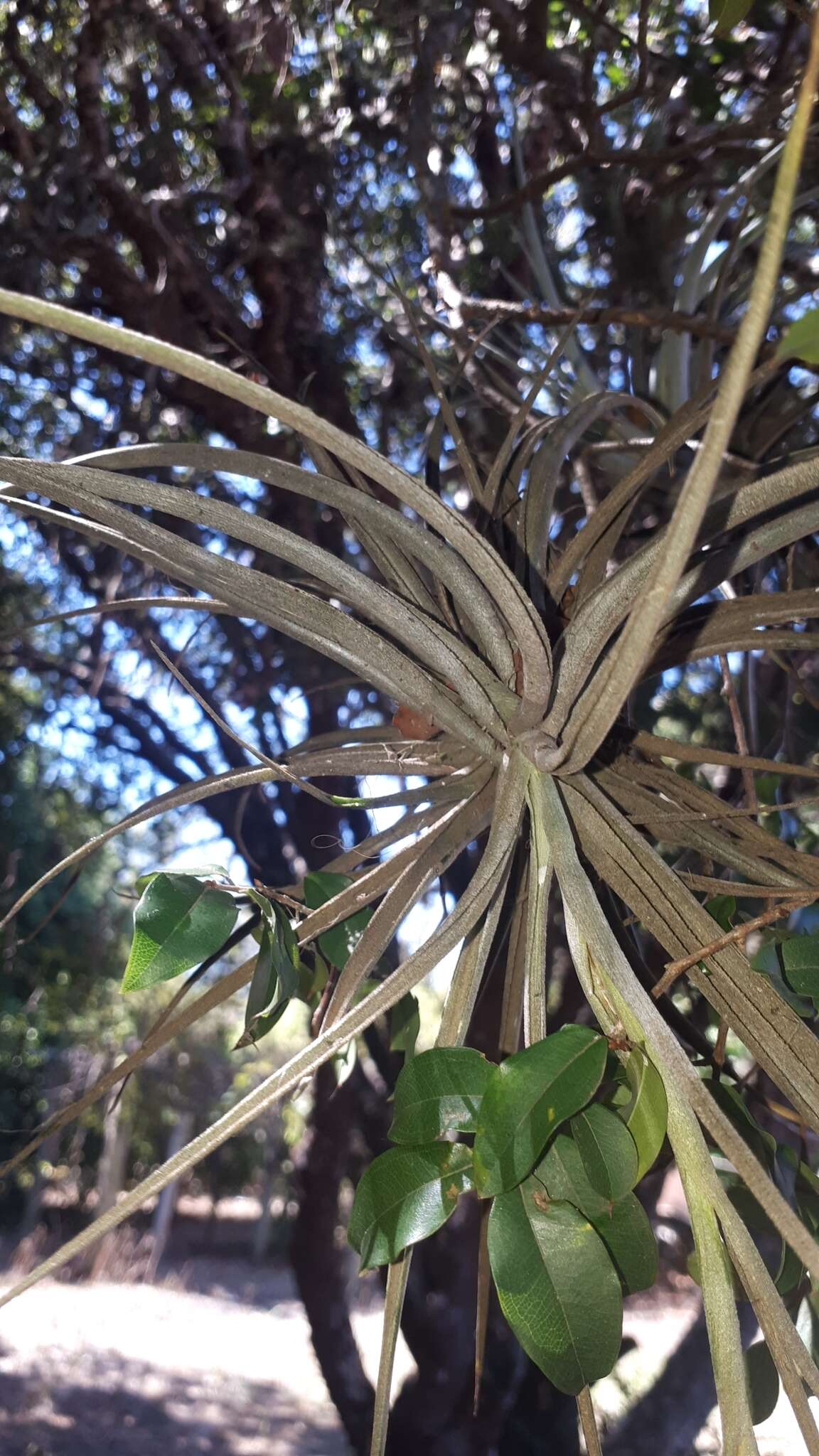 Image of Tillandsia pohliana Mez