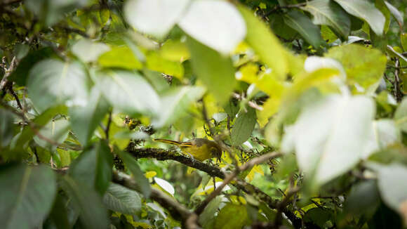 Image of Bar-throated Minla