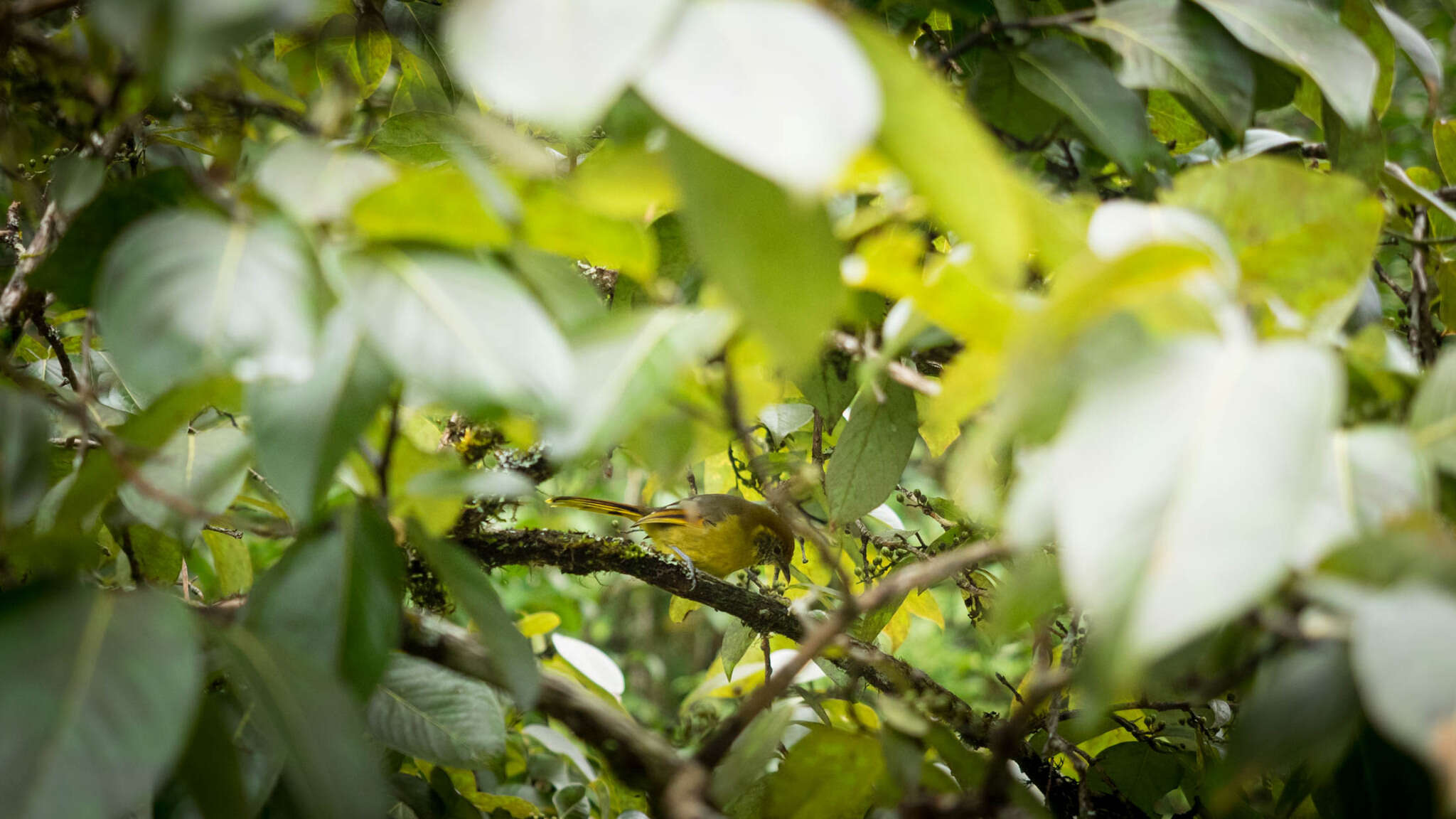 Image of Bar-throated Minla