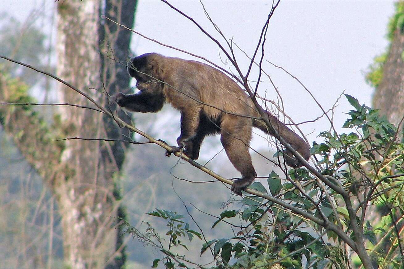 Image of Azaras’s Capuchin