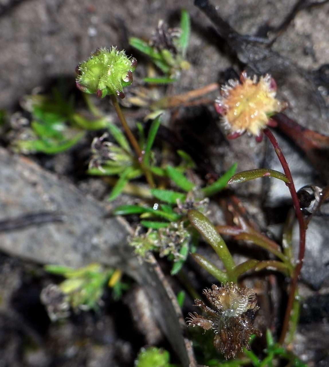 Image of Brachyscome perpusilla (Steetz) J. Black