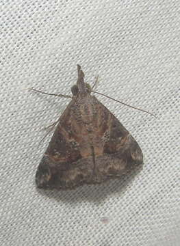 Image of Moth