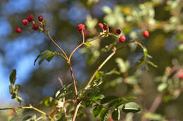 Image of Rosa beggeriana Schrenk