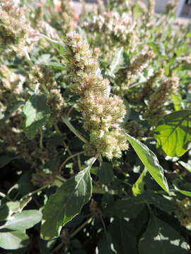 Image of redroot amaranth