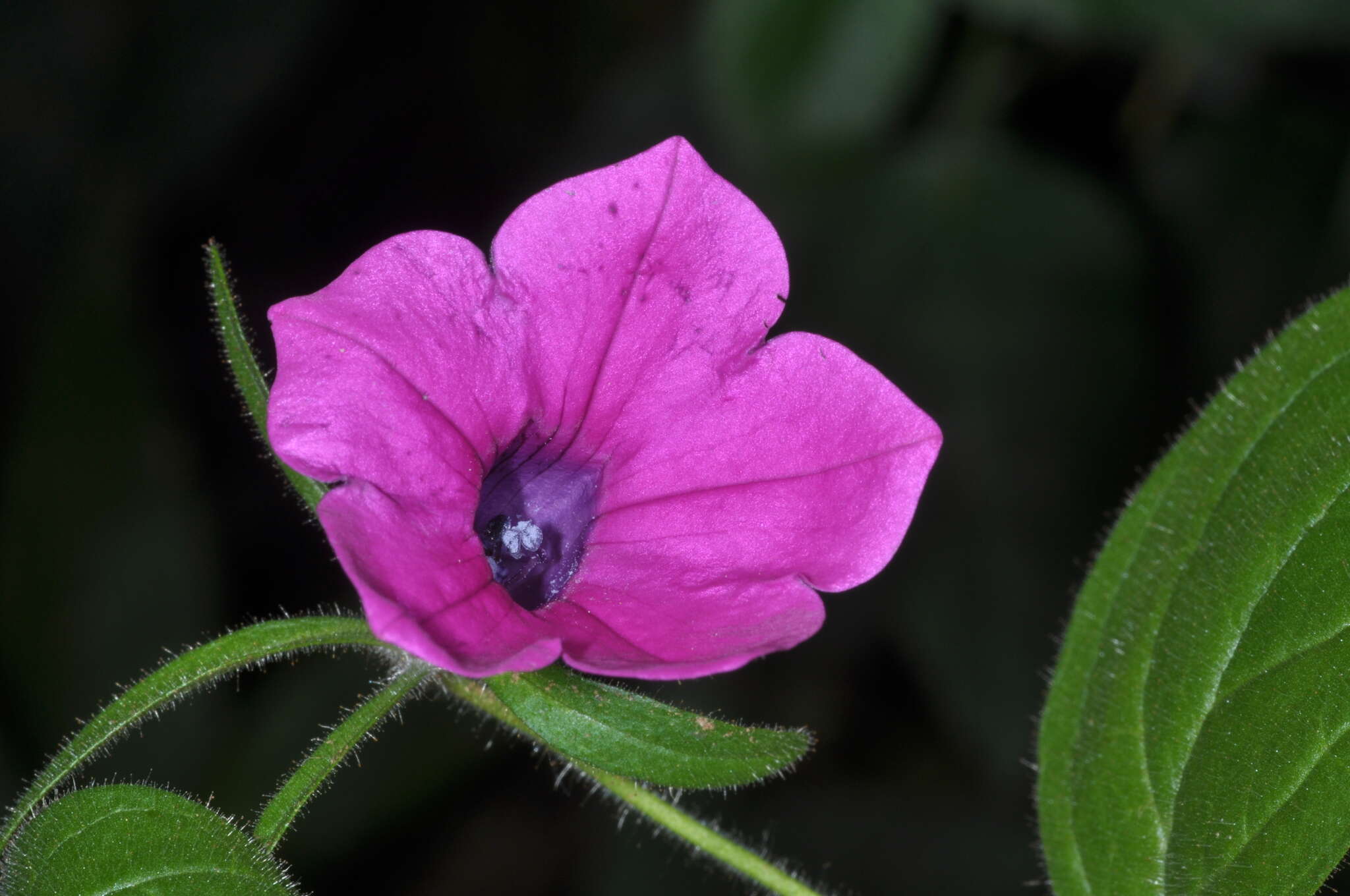 Image de Petunia integrifolia (Hook.) Schinz & Thellung