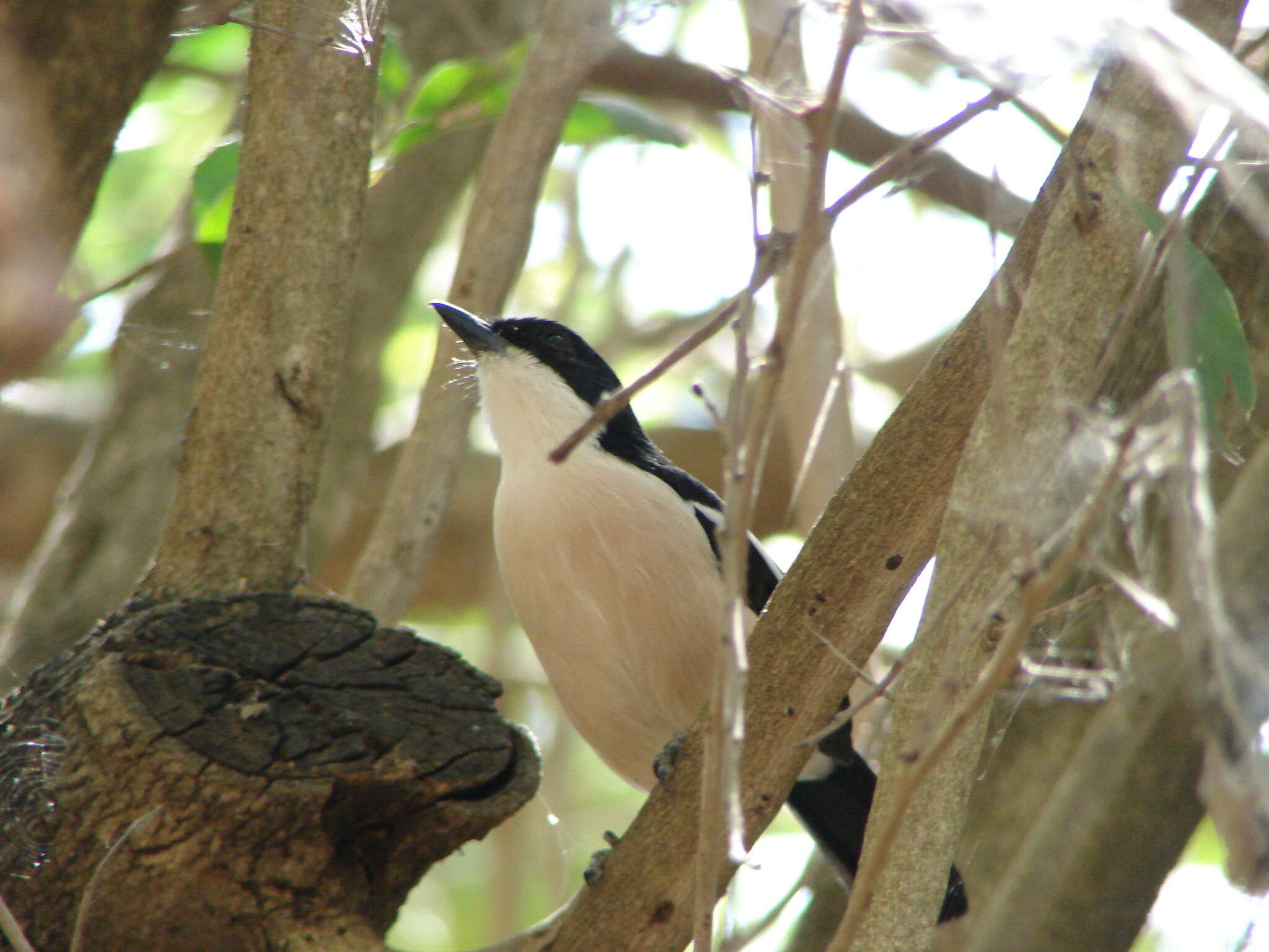 Image of Tropical Boubou