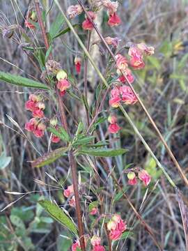 صورة Hermannia denudata L. fil.