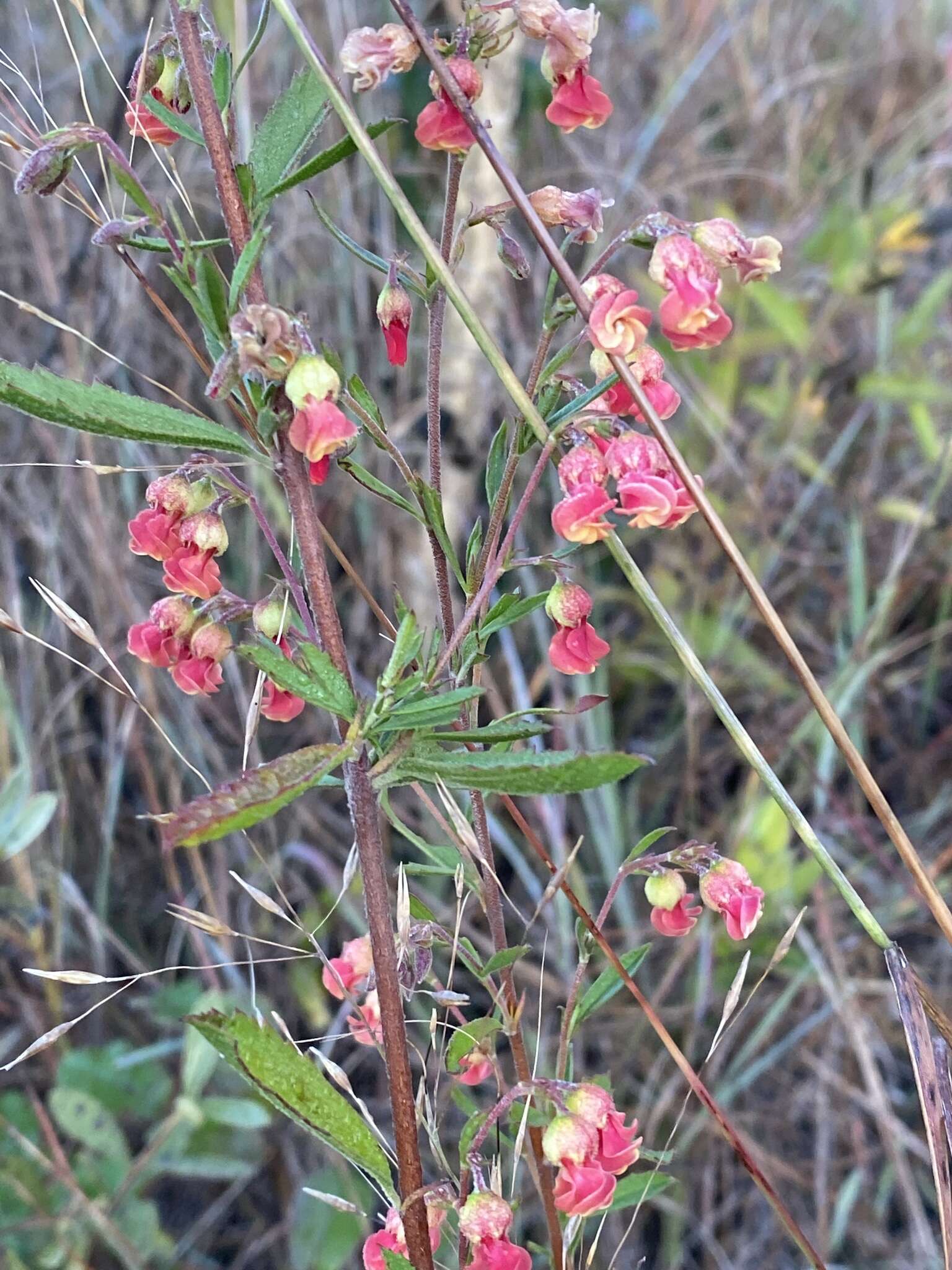 Image of Hermannia denudata var. erecta (N. E. Br.) Burtt Davy & Greenway