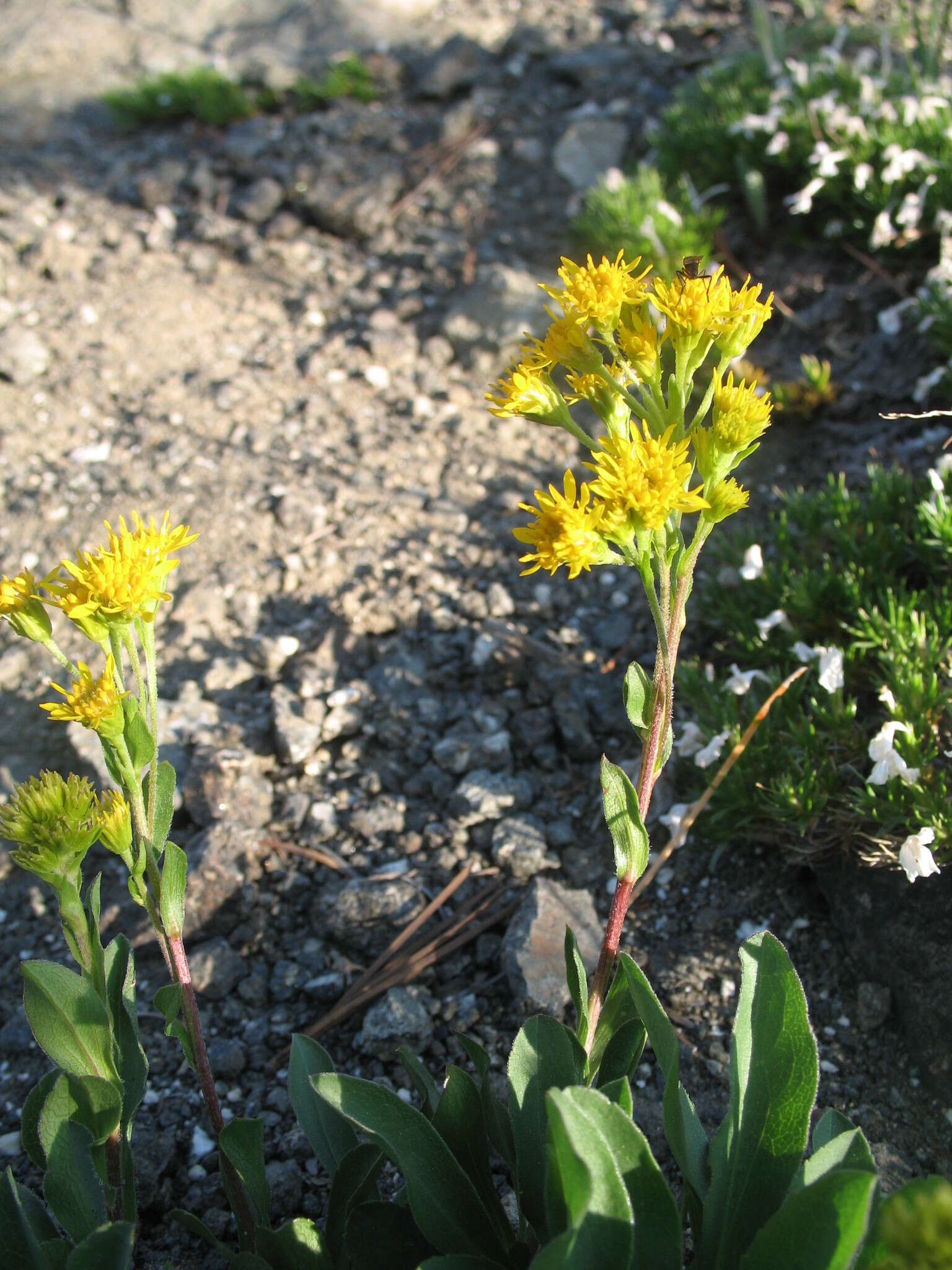 Image of Rocky Mountain goldenrod