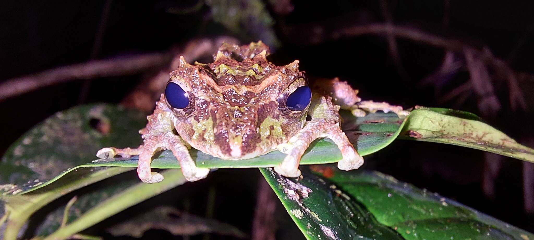 Image of Philautus macroscelis (Boulenger 1896)