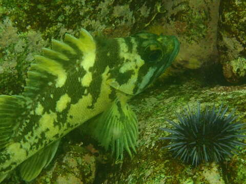 Image of Black-and-yellow rockfish