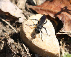 Image of Crabronid wasp