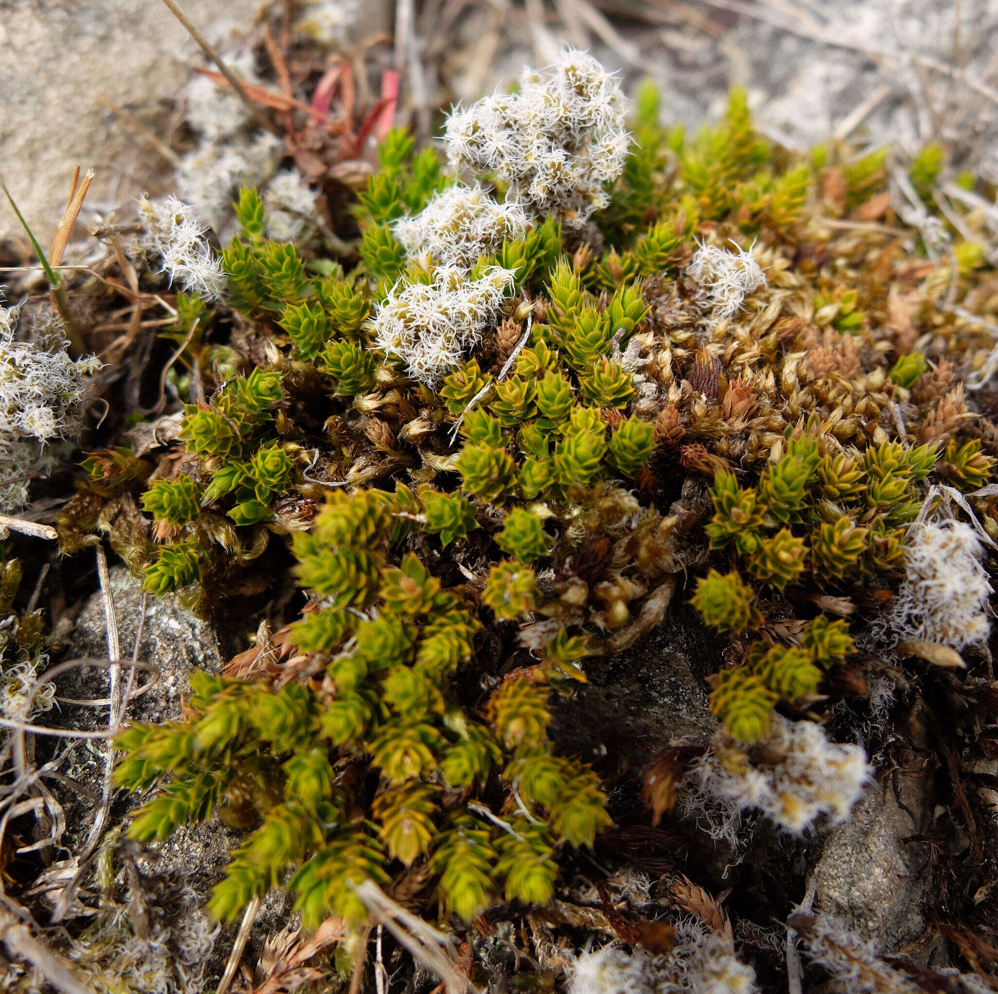 Image of Styphelia nana