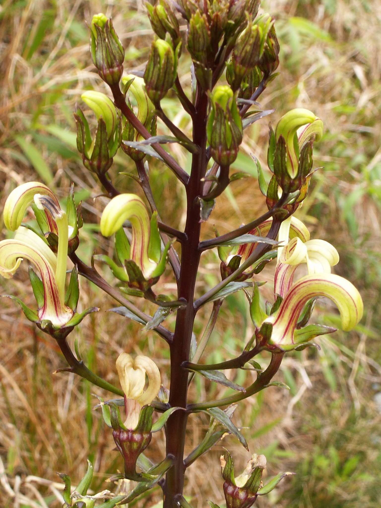 Sivun Lobelia stricta Sw. kuva