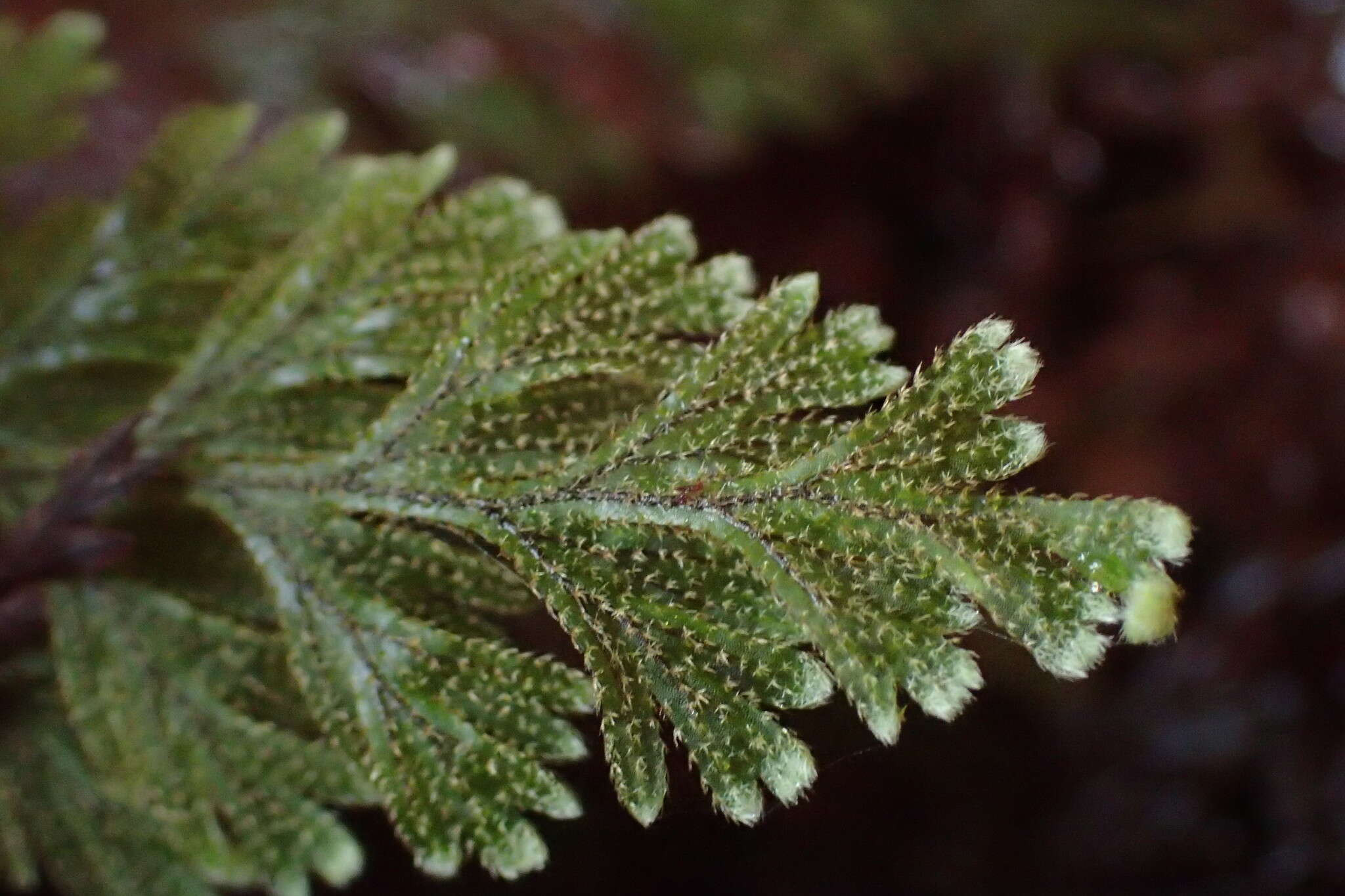 Image of Hymenophyllum frankliniae Col.