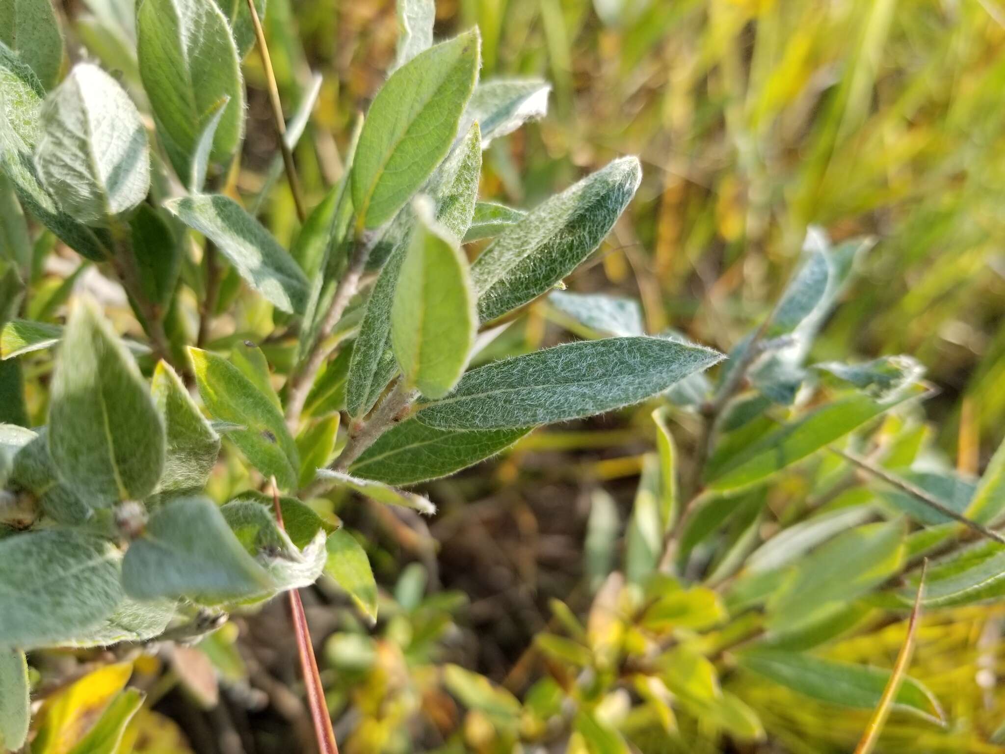 Salix brachycarpa Nutt.的圖片