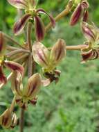 Image of Pelargonium triste (L.) L'Her.