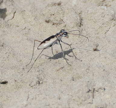 Image of White-cloaked Tiger Beetle