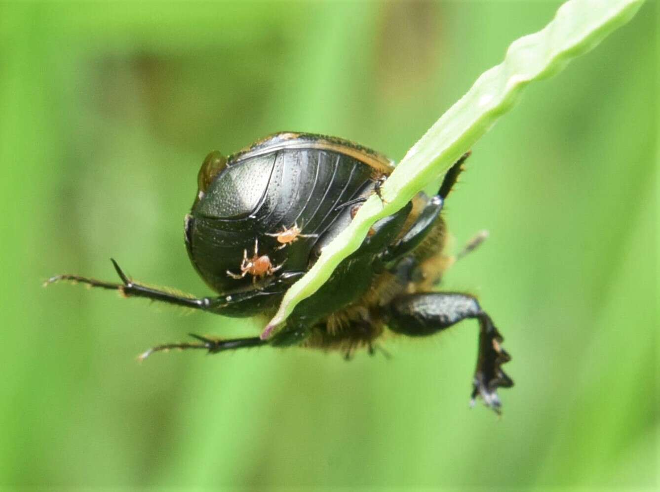 Image of Onthophagus (Palaeonthophagus) medius (Kugelann 1792)