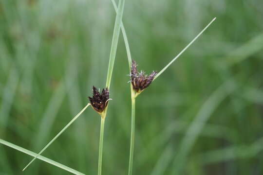 Imagem de Bolboschoenus maritimus subsp. maritimus