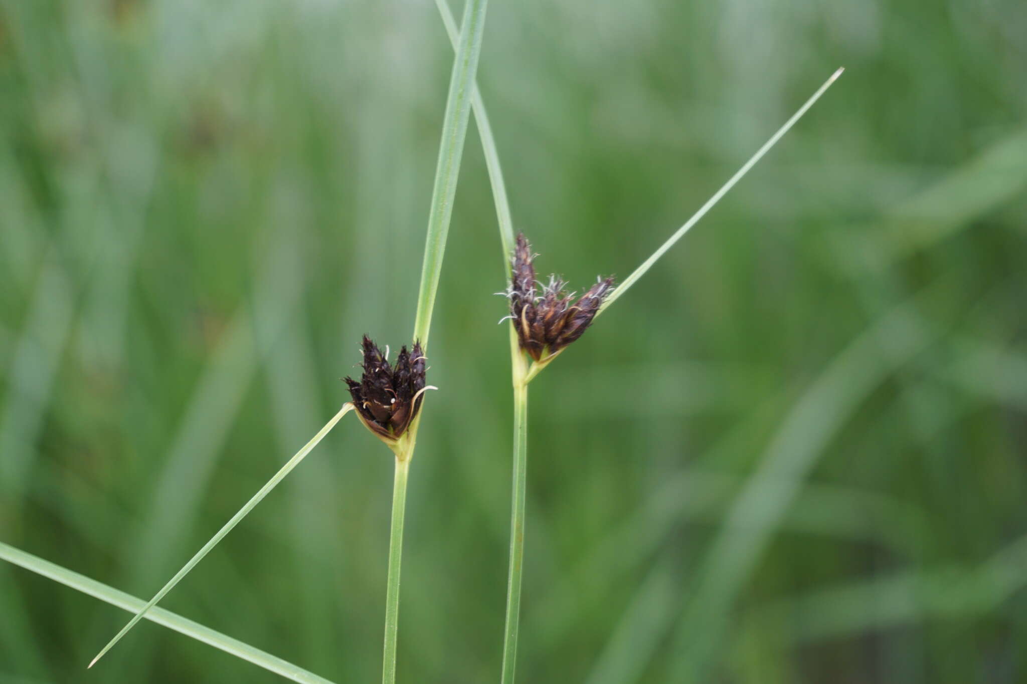 Image of coastal cosmopolitan bulrush