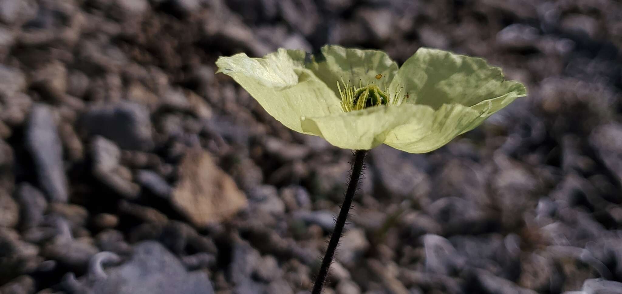 Слика од Papaver walpolei A. E. Porsild