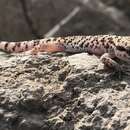 Image of Lima Leaf-toed  Gecko