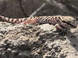Image of Lima Leaf-toed  Gecko