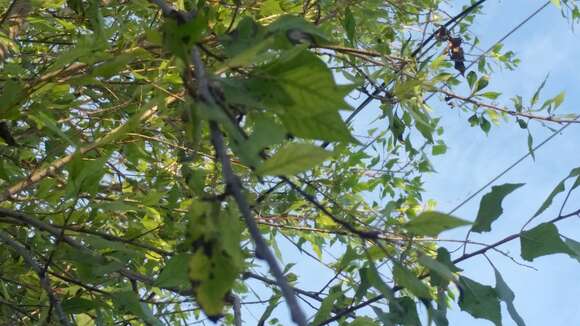 Image of Fremont cottonwood