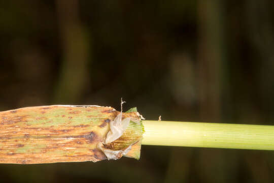 Plancia ëd Phalaris coerulescens Desf.