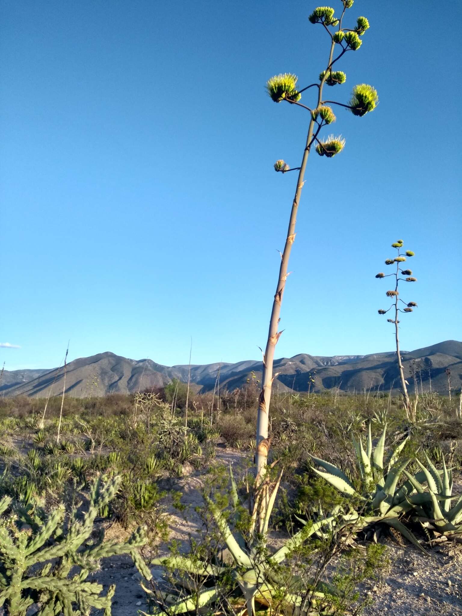 Image of rough century plant