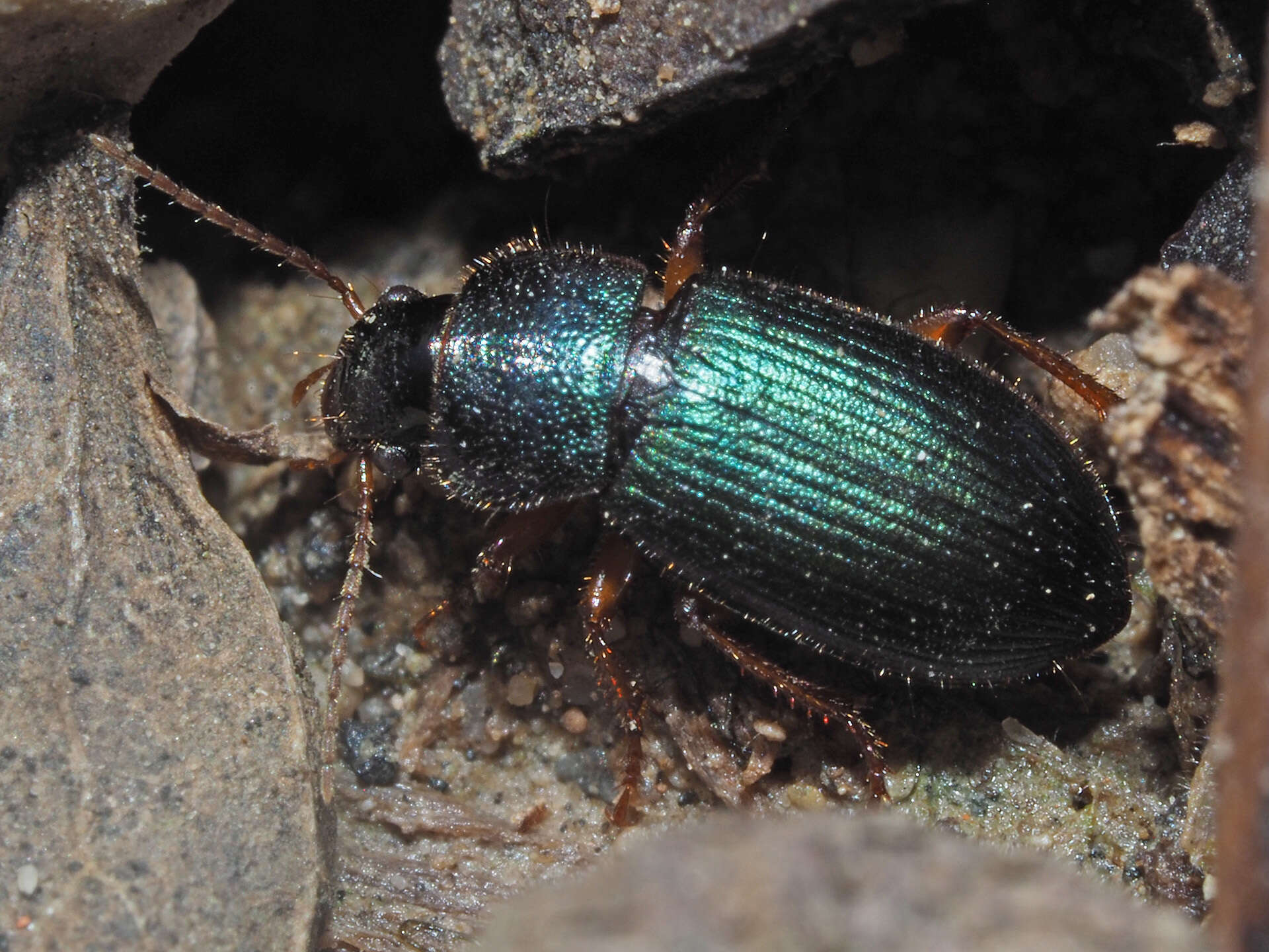 Plancia ëd Ophonus (Hesperophonus) azureus (Fabricius 1775)