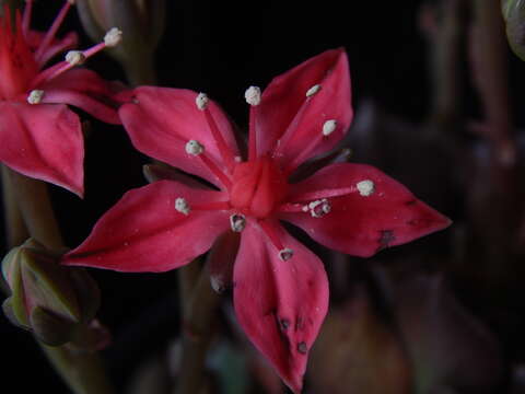 Image of Graptopetalum bellum (Moran & Meyran) D. R. Hunt