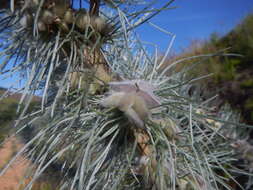 Image of Aspalathus florifera R. Dahlgren