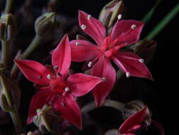 Image of Graptopetalum bellum (Moran & Meyran) D. R. Hunt