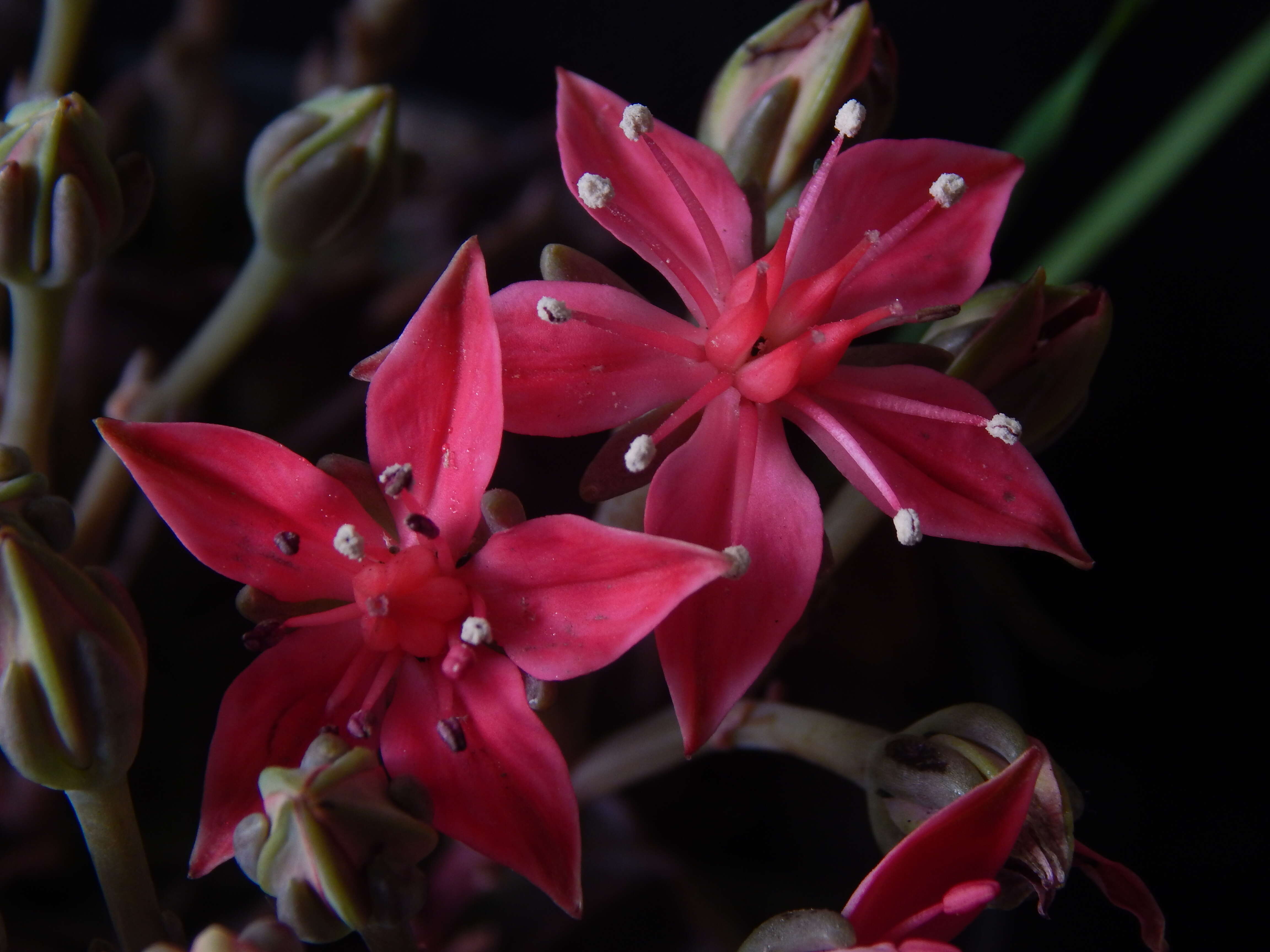 Image of Graptopetalum bellum (Moran & Meyran) D. R. Hunt