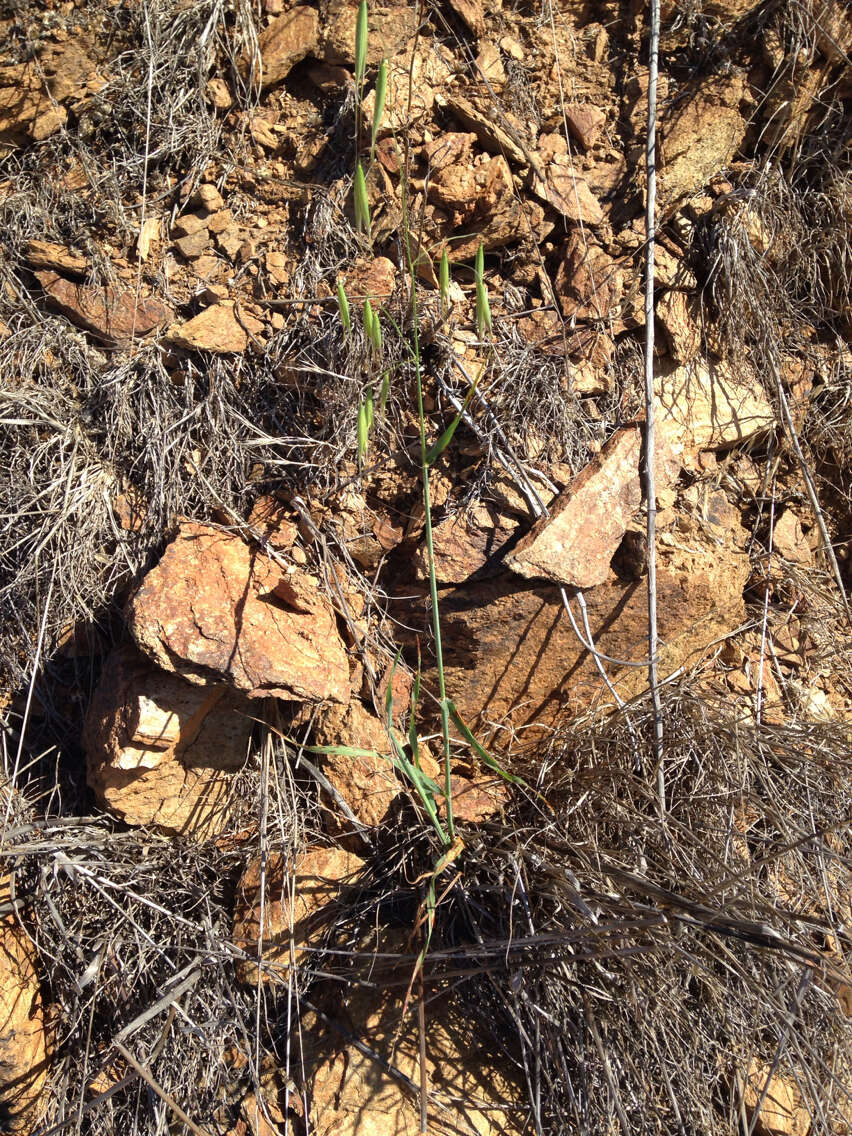 Image of wild oat