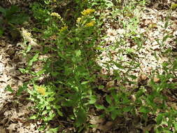 Image of western rough goldenrod