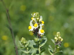 Image de Linaria triphylla (L.) Mill.