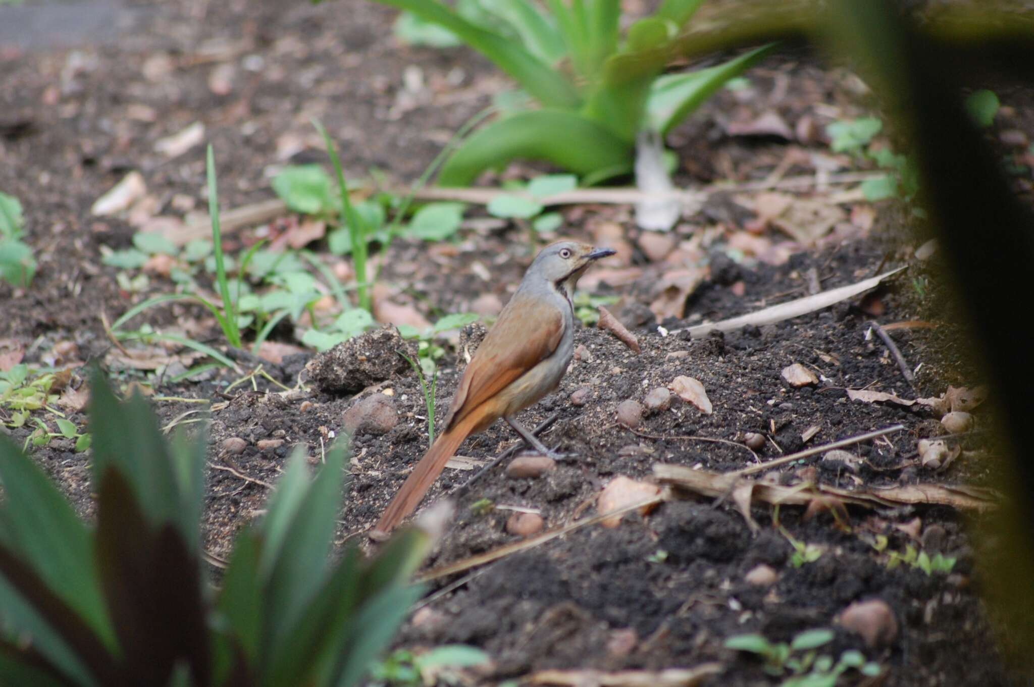 Image of Collared Palm Thrush