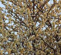 Слика од Albizia anthelmintica Brongn.