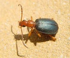 Imagem de Brachinus (Brachinus) ejaculans Fischer von Waldheim 1828