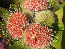 Plancia ëd Leucospermum winteri J. P. Rourke