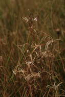 Image of Oregon Willowherb