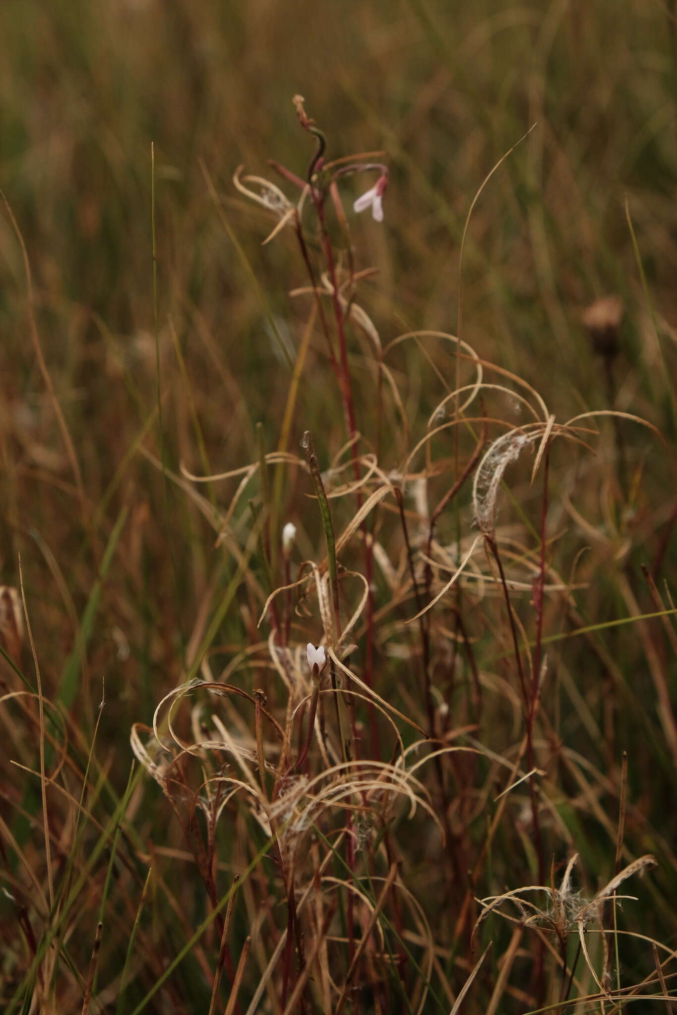 Image of Oregon Willowherb