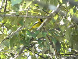 Imagem de Icterus leucopteryx (Wagler 1827)