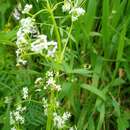 Image of Galium pisiferum Boiss.