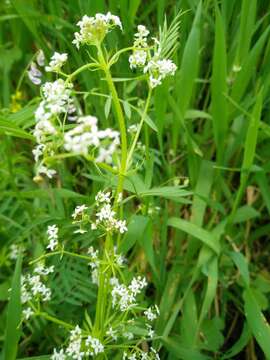 Plancia ëd Galium pisiferum Boiss.